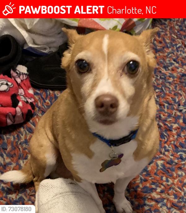 Lost Male Dog last seen Kingman Dr., South Tryon St., Charlotte, NC 28217