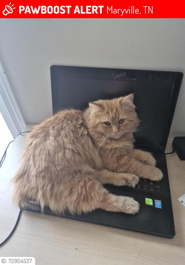 Lost Male Cat last seen Canton Lane, Maryville, TN 37803
