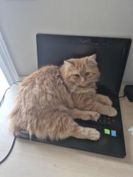 Lost Male Cat last seen Canton Lane, Maryville, TN 37803
