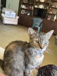 Lost Female Cat last seen Chantilly way 32505, Brent, FL 32505