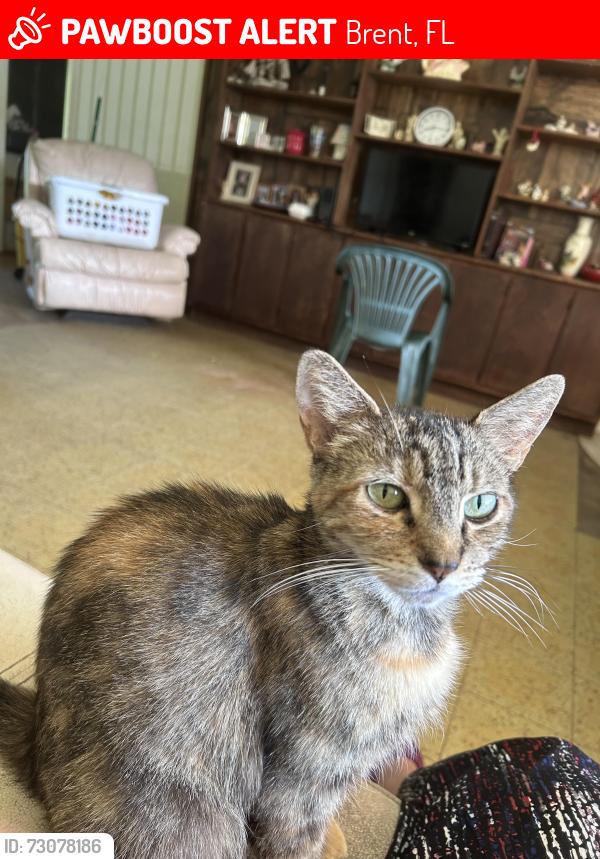 Lost Female Cat last seen Chantilly way 32505, Brent, FL 32505