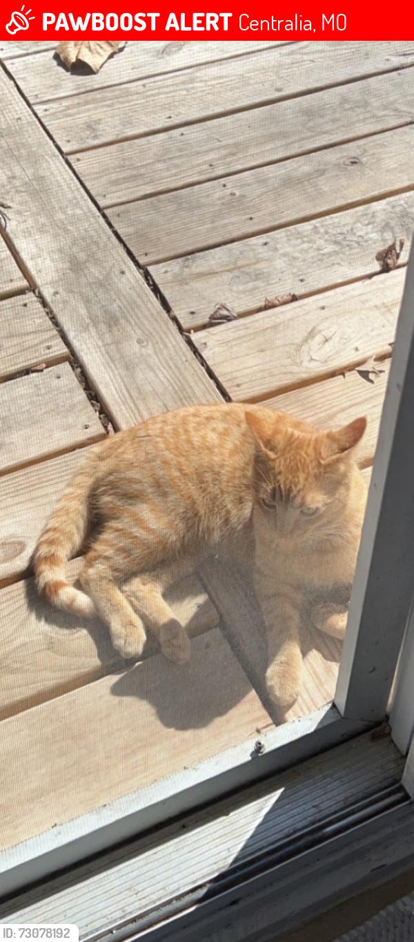 Lost Male Cat last seen Centralia Pool, Centralia, MO 65240