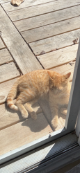Lost Male Cat last seen Centralia Pool, Centralia, MO 65240