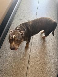 Reunited Male Dog last seen Grandhilltop Dr near Marden road , Apopka, FL 32703