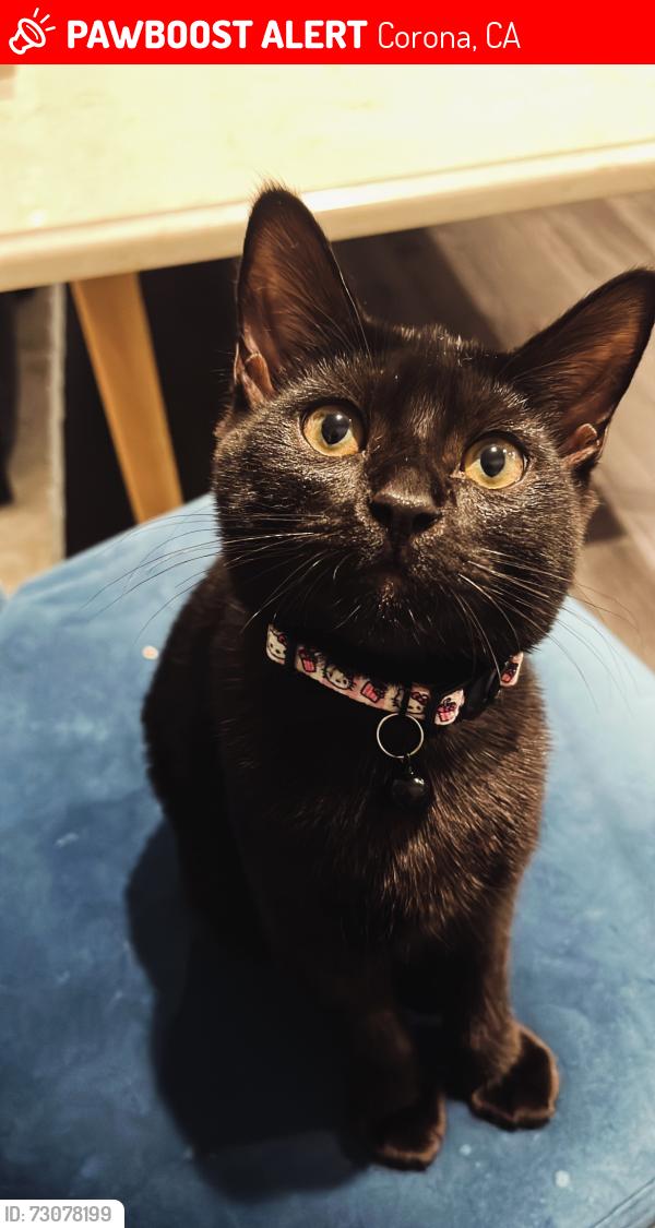 Lost Female Cat last seen Near ventura ave, Corona, CA 92879