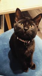 Lost Female Cat last seen Near ventura ave, Corona, CA 92879