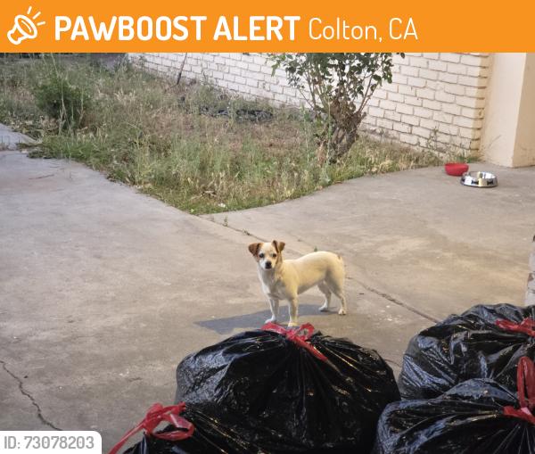 Found/Stray Female Dog last seen Colton high school, Colton, CA 92324
