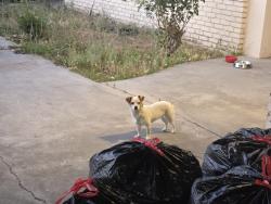 Found/Stray Female Dog last seen Colton high school, Colton, CA 92324