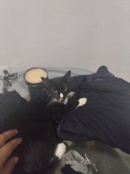 Lost Male Cat last seen North Peach Ave, West Alamos Avenue, Clovis, CA 93612