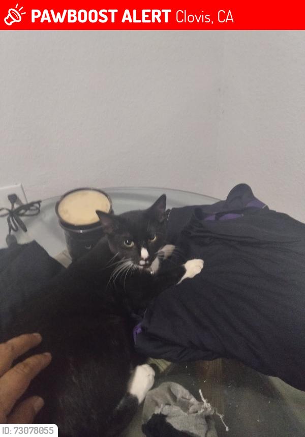 Lost Male Cat last seen North Peach Ave, West Alamos Avenue, Clovis, CA 93612