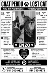 Lost Male Cat last seen Rue Church, Beaconsfield, QC H9W 4M2