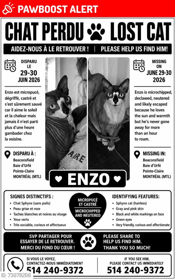 Lost Male Cat last seen Rue Church, Beaconsfield, QC H9W 4M2