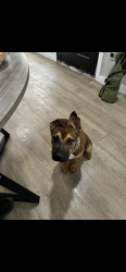 Lost Male Dog last seen Near weir Ave, San Antonio, TX 78226