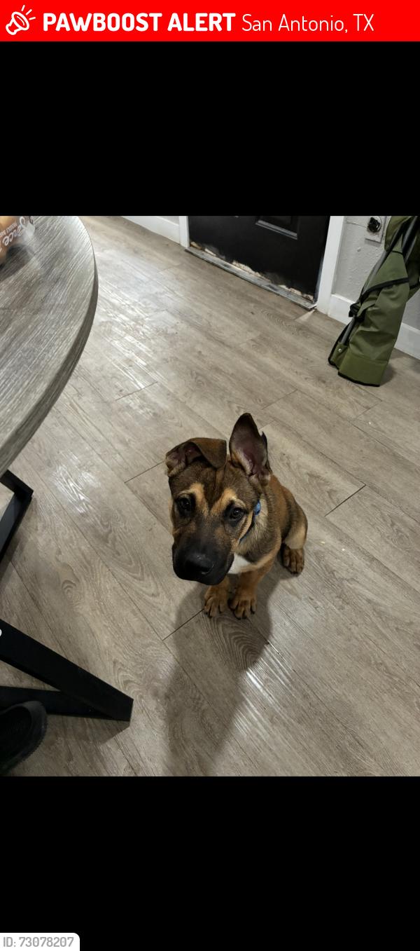 Lost Male Dog last seen Near weir Ave, San Antonio, TX 78226