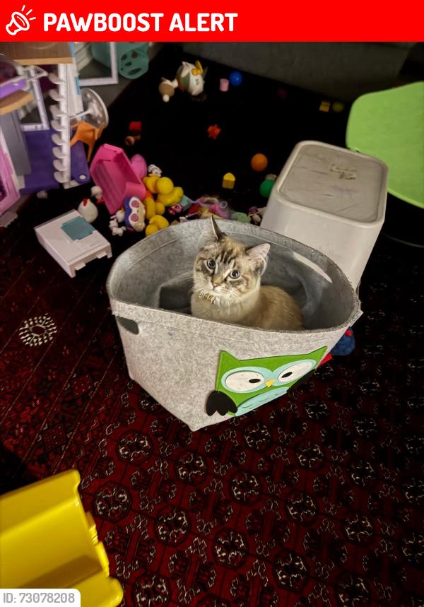Lost Male Cat last seen Beck Grove St Helens, St Helens, England WA11