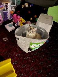 Lost Male Cat last seen Beck Grove St Helens, St Helens, England WA11