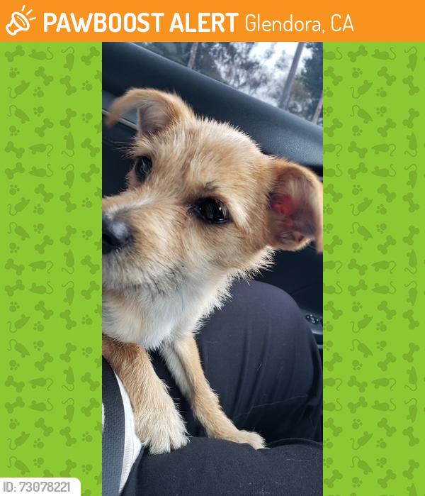 Found/Stray Male Dog last seen Metro Tracks / Barranca, Glendora, CA 91741
