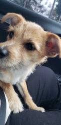 Found/Stray Male Dog last seen Metro Tracks / Barranca, Glendora, CA 91741