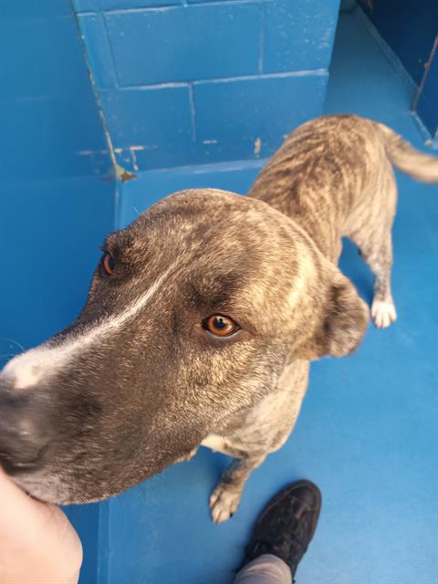 Shelter Stray Male Dog last seen Near BLK JEFFERSON ST BAKERSFIELD,CA, 201 S Mt Vernon Ave, Bakersfield, CA 93307, USA
