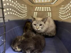 Shelter Stray Female Cat last seen Near BLOCK N COOK ST, DENVER CO 80216, 1241 W Bayaud Ave, Denver, CO 80223, USA