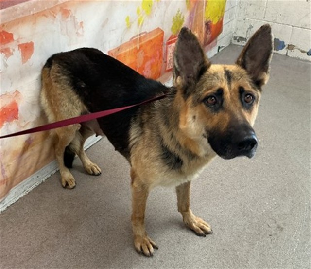 Shelter Stray Female Dog last seen CITRUS AND HARVEY, 333 Chandler Pl, San Bernardino, CA 92408, USA