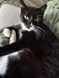 Lost Male Cat last seen Edgehill Dr., Fort Worth, TX 76116