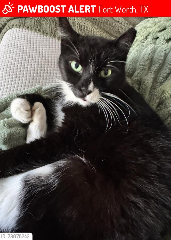 Lost Male Cat last seen Edgehill Dr., Fort Worth, TX 76116