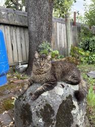 Lost Male Cat last seen By wright charter school, Santa Rosa, CA 95407