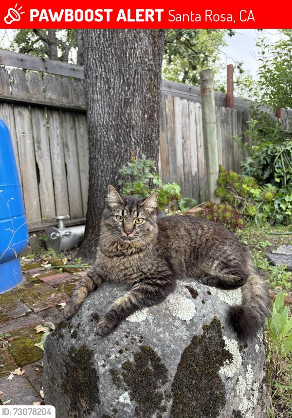 Lost Male Cat last seen By wright charter school, Santa Rosa, CA 95407