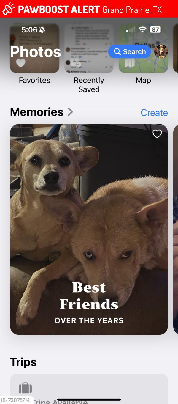 Lost Male Dog last seen NW 3rd and Hill, Grand Prairie, TX 75050