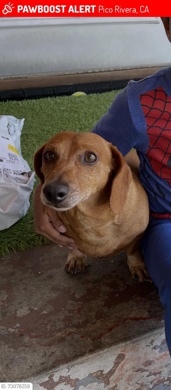 Lost Male Dog last seen San Gabriel river parkway, Pico Rivera, CA 90660