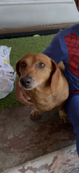 Lost Male Dog last seen San Gabriel river parkway, Pico Rivera, CA 90660