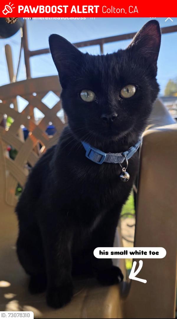Lost Male Cat last seen K, Colton, CA 92324