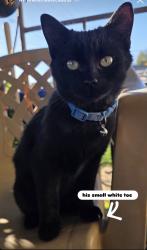Lost Male Cat last seen K, Colton, CA 92324