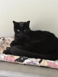 Found/Stray Male Cat last seen Brook and Ashley, Lawrenceburg, KY 40342