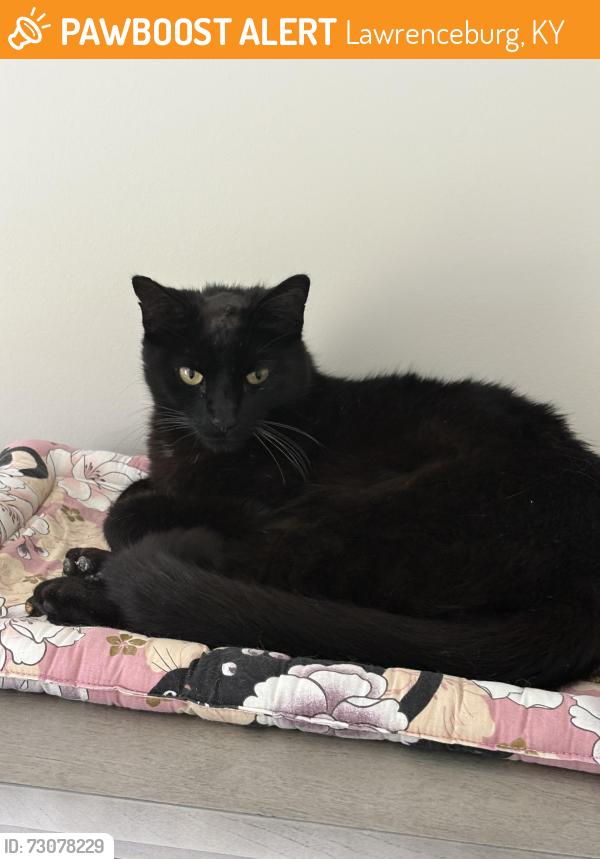 Found/Stray Male Cat last seen Brook and Ashley, Lawrenceburg, KY 40342