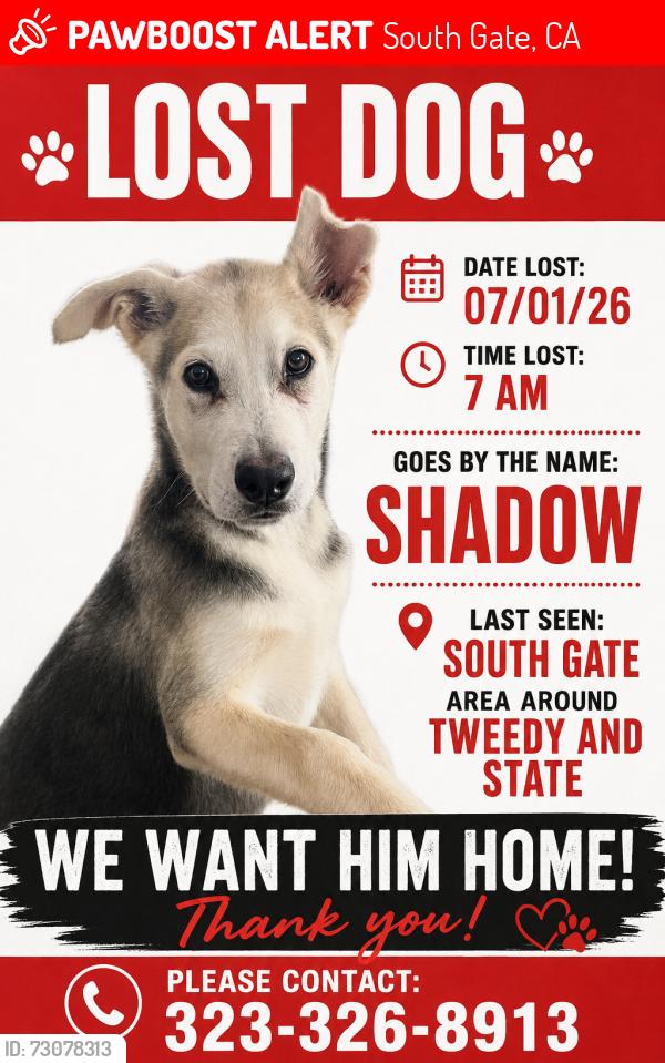 Lost Male Dog last seen wisconsin and tweedy, South Gate, CA 90280