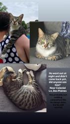 Reunited Male Cat last seen W Algonquin Rd, Des Plaines, 60016. Not so far from Friendship park, Des Plaines, IL 60016