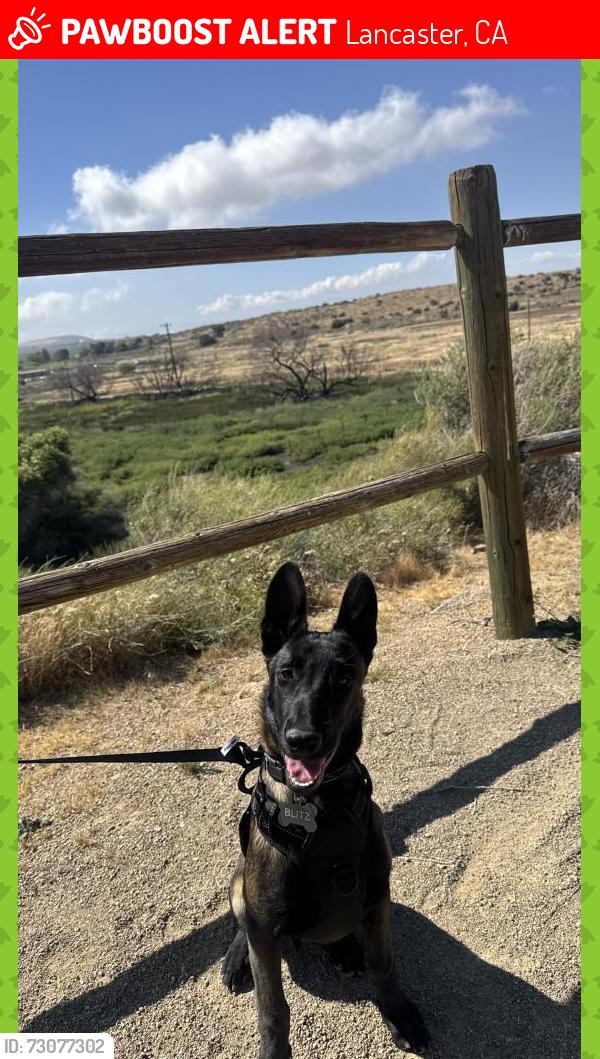 Lost Male Dog last seen 40st east Lancaster ca, Lancaster, CA 93535