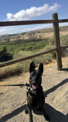 Lost Male Dog last seen 40st east Lancaster ca, Lancaster, CA 93535