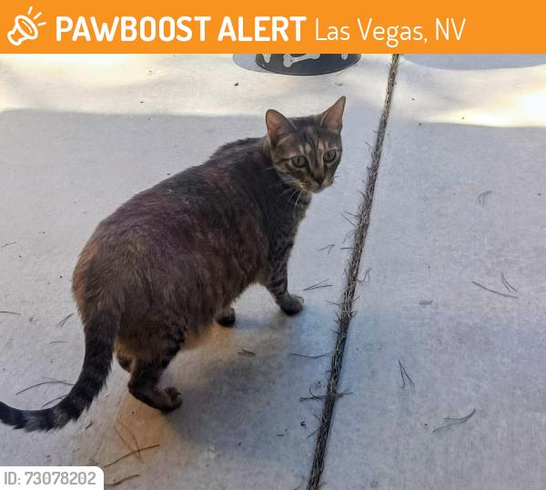Found/Stray Female Cat last seen Valley View and Tara, Quail ests West, Las Vegas, NV 89102