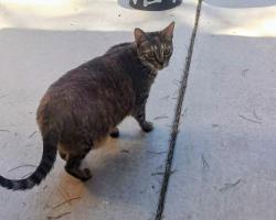 Found/Stray Female Cat last seen Valley View and Tara, Quail ests West, Las Vegas, NV 89102