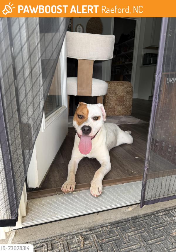 Found/Stray Male Dog last seen Turnpike rd, Raeford, NC 28376