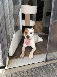Found/Stray Male Dog last seen Turnpike rd, Raeford, NC 28376