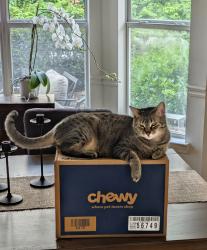 Lost Female Cat last seen Near Hillspring Ln., Holly Springs, NC 27540