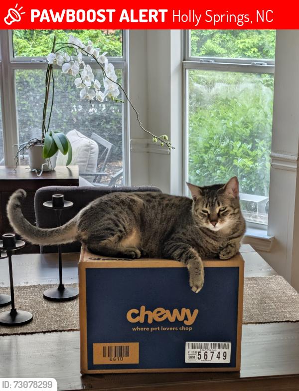 Lost Female Cat last seen Near Hillspring Ln., Holly Springs, NC 27540