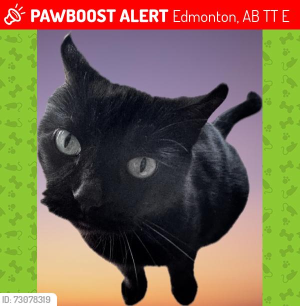 Lost Female Cat last seen Near st & 43A Ave, Edmonton, AB T6T 1E1
