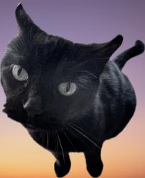 Lost Female Cat last seen Near st & 43A Ave, Edmonton, AB T6T 1E1