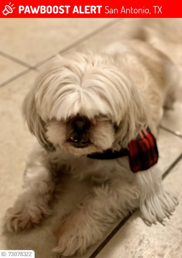 Lost Female Dog last seen Evans ans stone oak, San Antonio, TX 78258