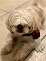 Lost Female Dog last seen Evans ans stone oak, San Antonio, TX 78258
